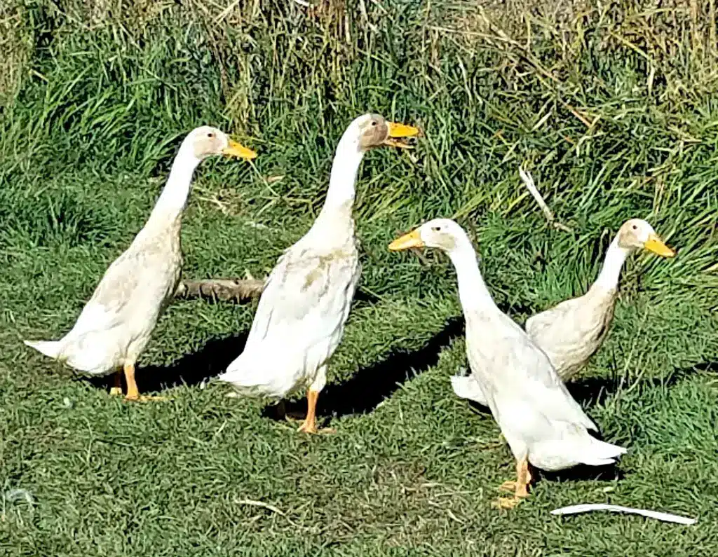 The huppy ducks, Indian runner ducks, train Indian runner ducks