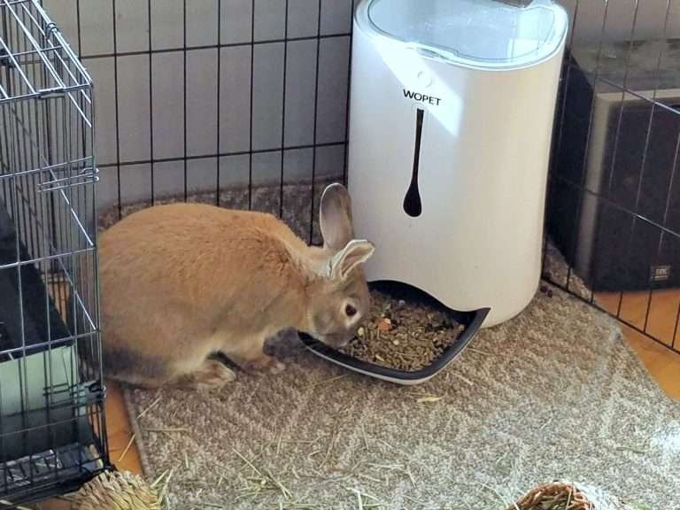automatic pet feeder, WOpet, bunny feeder, AD