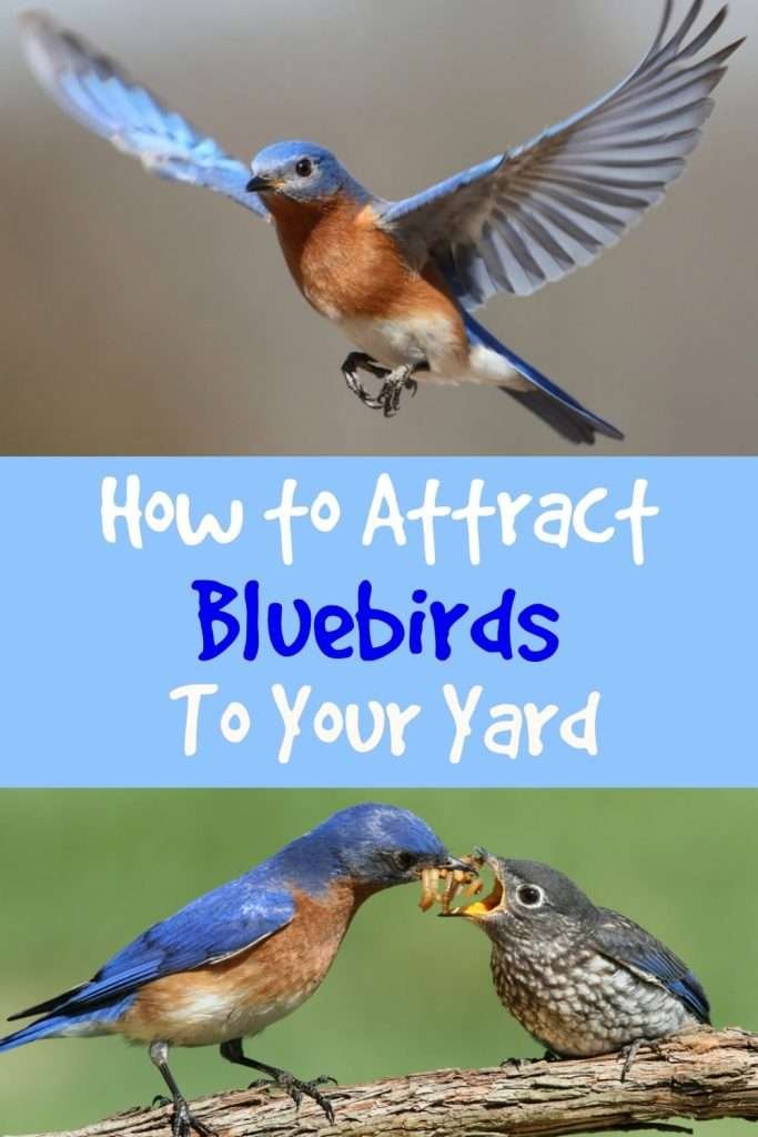 how to attract bluebirds to your yard, attract bluebirds