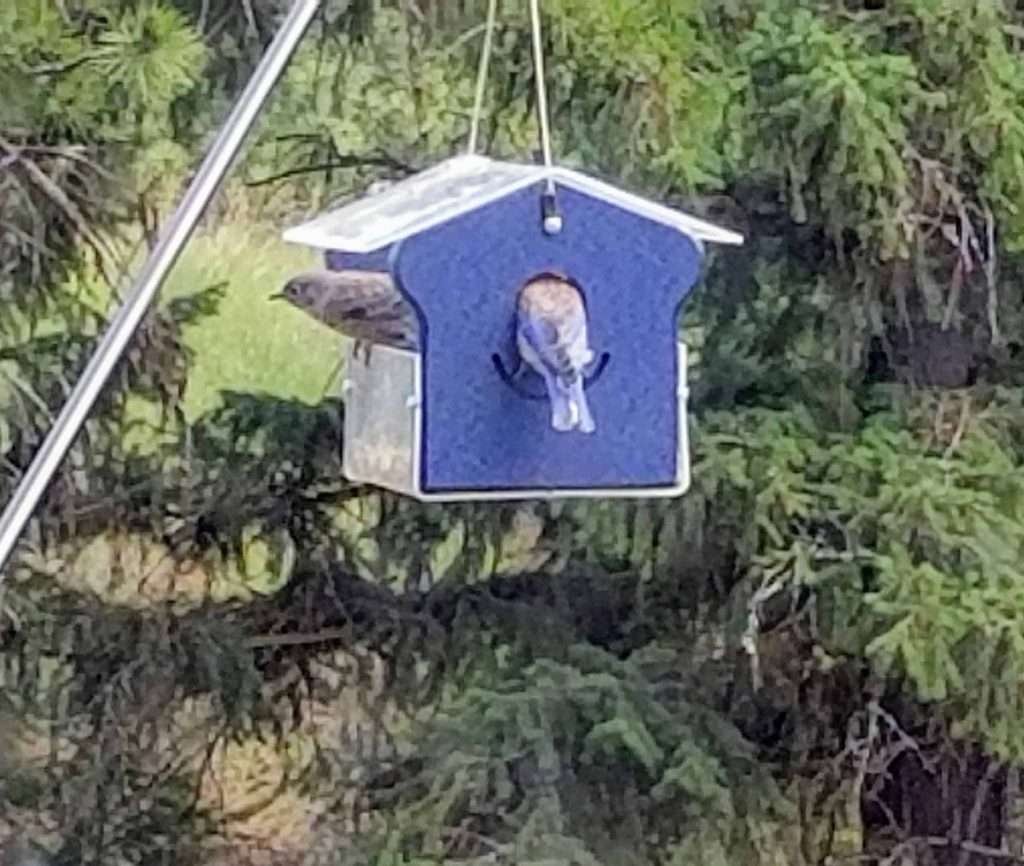 mealworm feeder for bluebirds