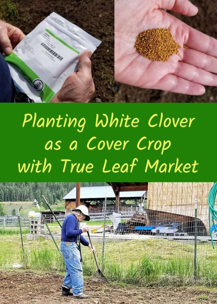planting white clover as a cover crop