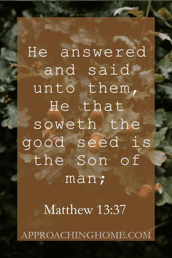 bible verse sow seed