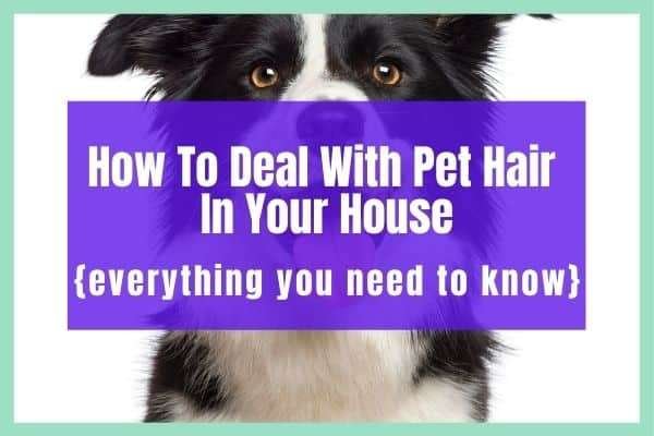 pet hair cleaning tips