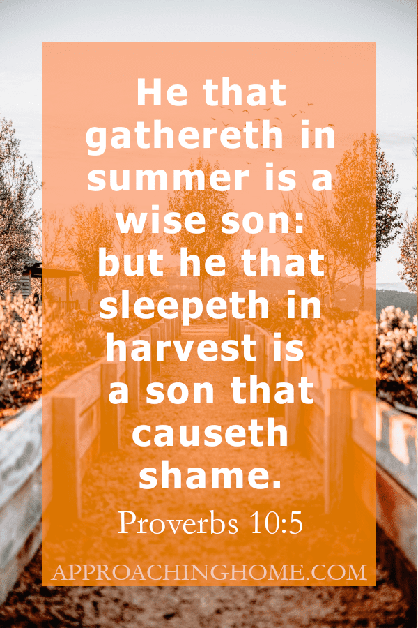 bible verse about harvest