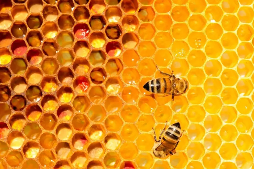 two honey bees near beeswax, hive, and honey
