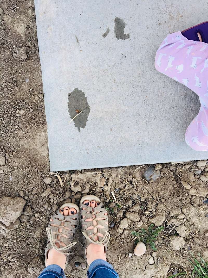 Bee on sidewalk