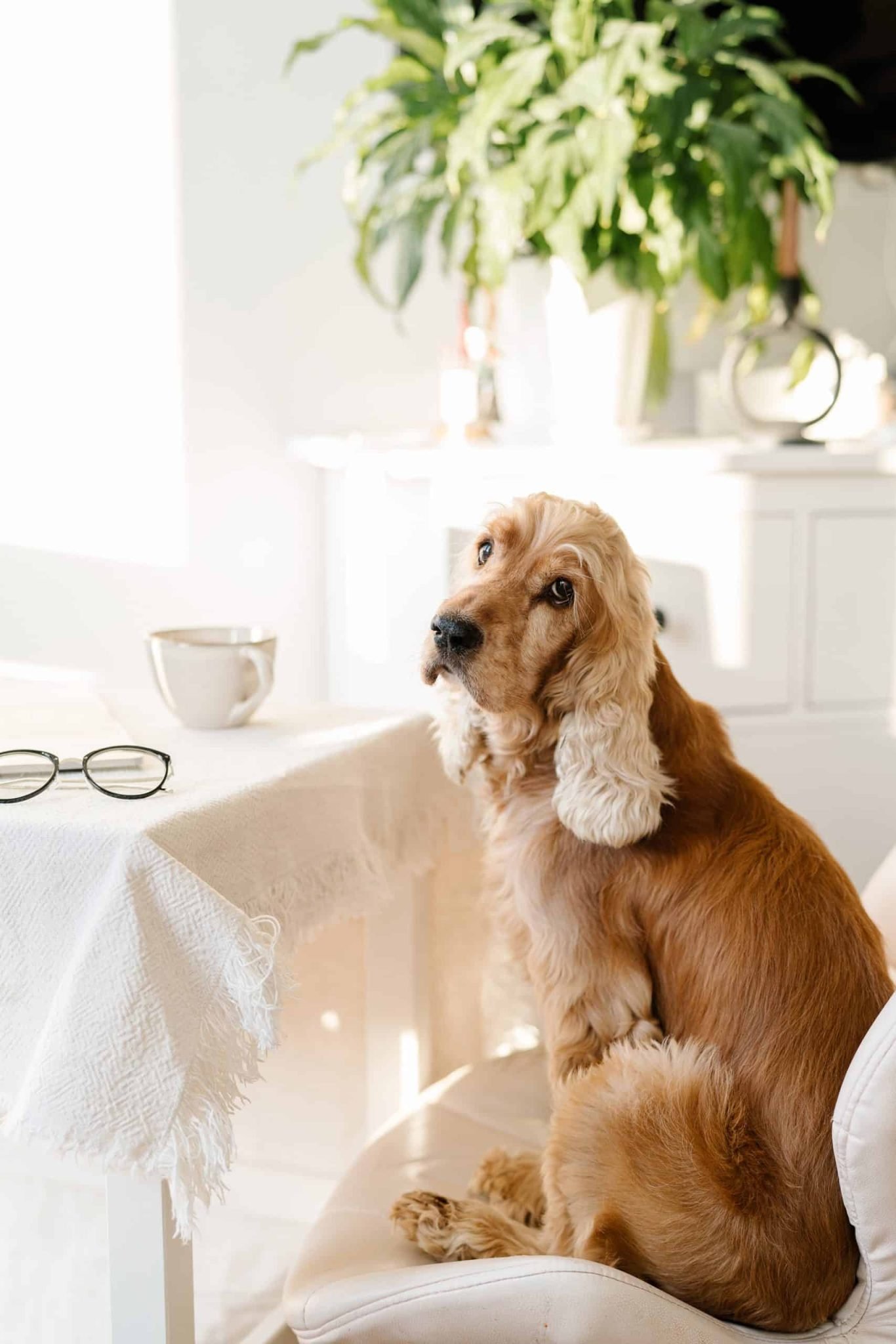 The Best Pet Blogs