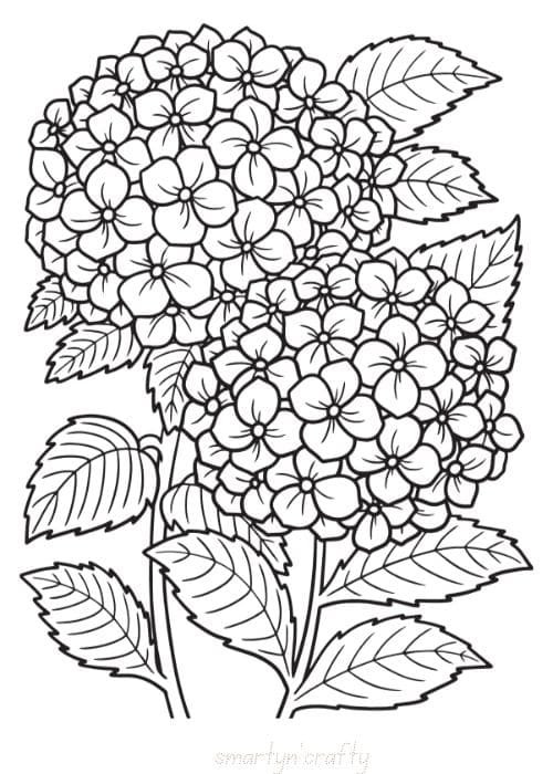 flower coloring pages