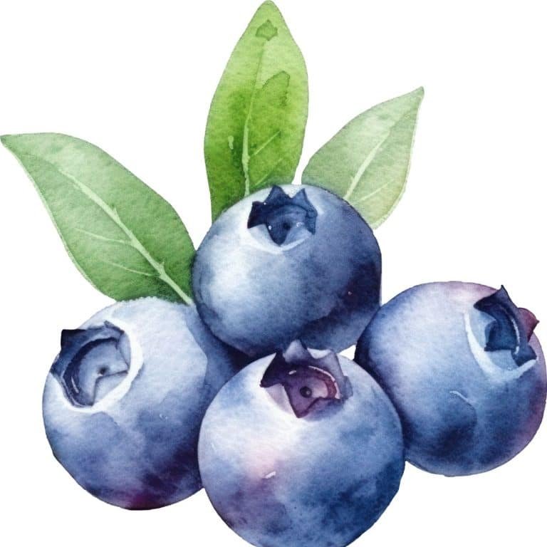 blueberry coloring pages