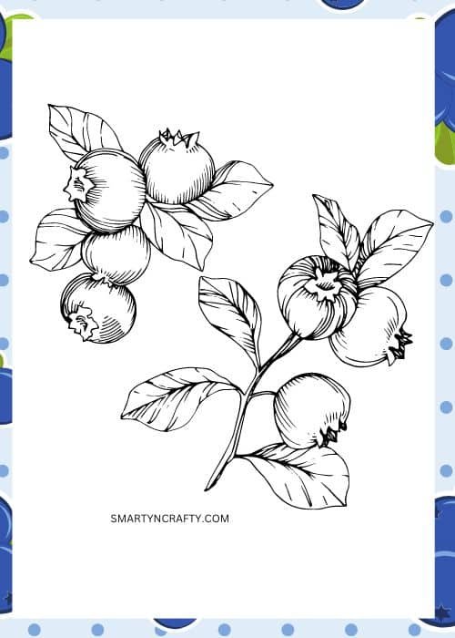 blueberry coloring pages
