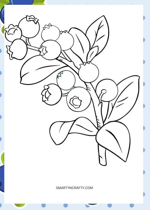 blueberry coloring pages