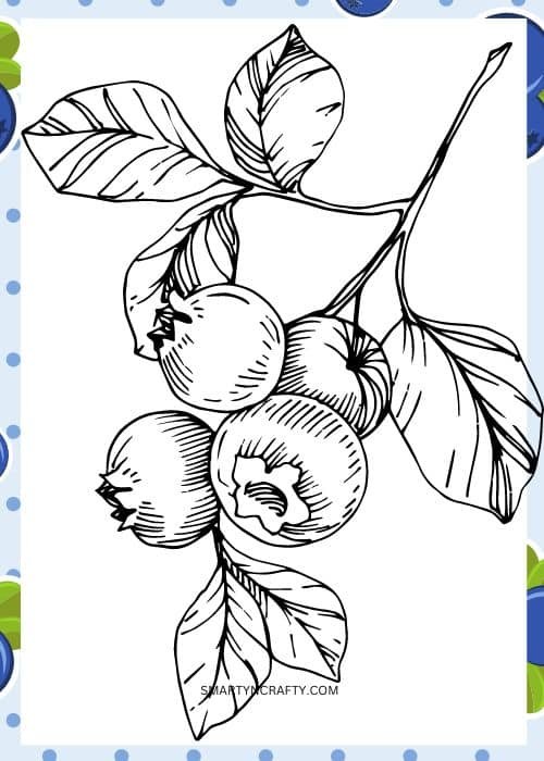 blueberry coloring pages