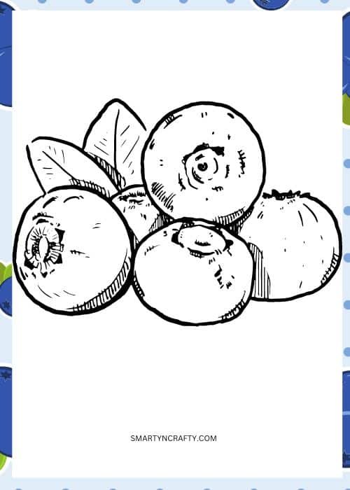 blueberry coloring pages