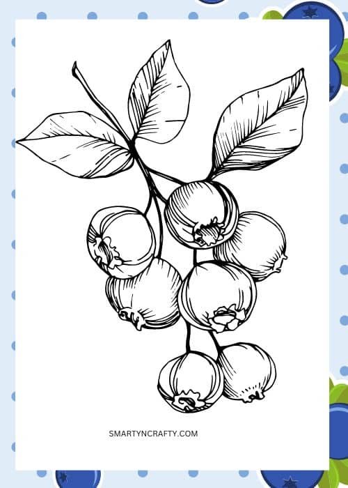 blueberry coloring pages