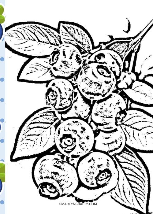 blueberry coloring pages