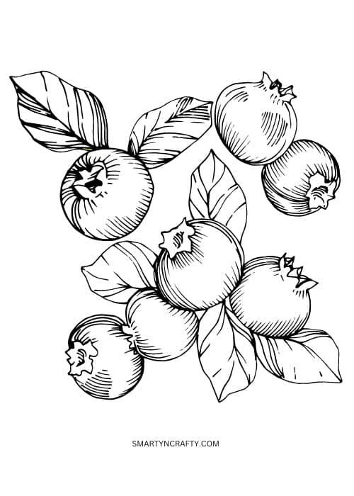 blueberry coloring pages