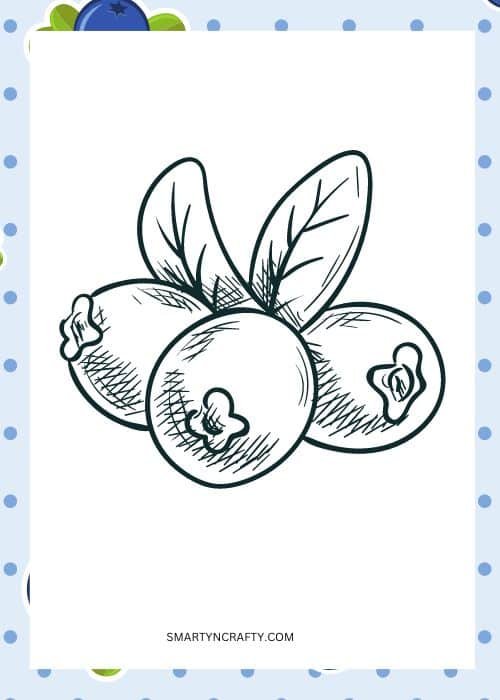 blueberry coloring pages