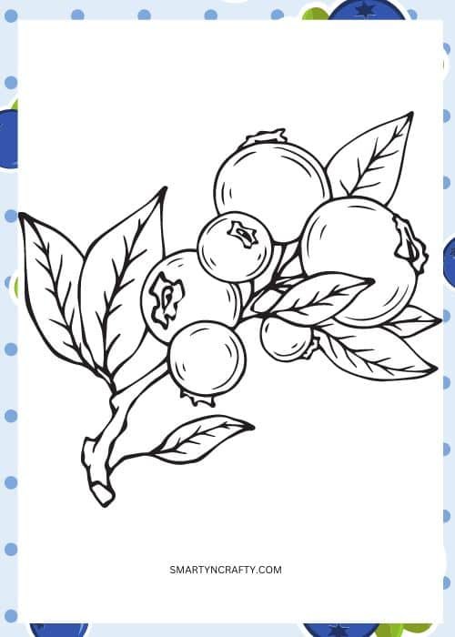 blueberry coloring pages