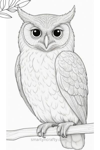 owl coloring pages