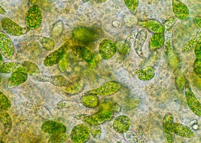 Educational Toy Microscope