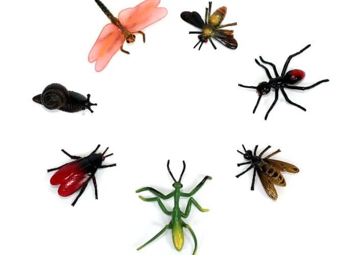 Insect toys