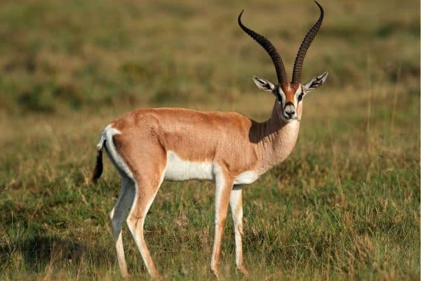 Antelope