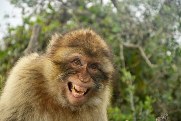 Ape