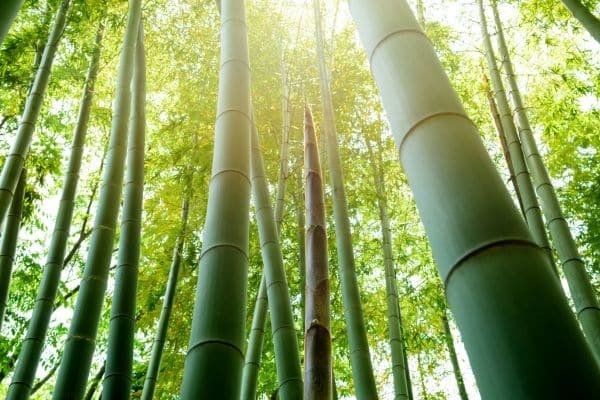 Bamboo