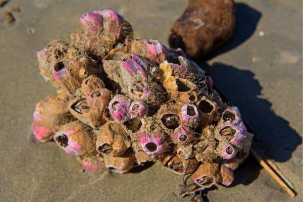 Barnacle