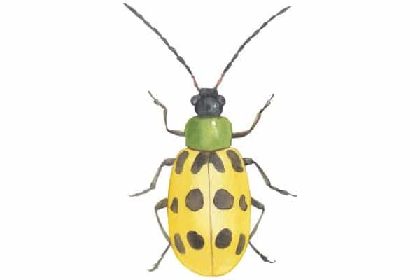 Beetle