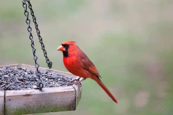 Bird Feeder