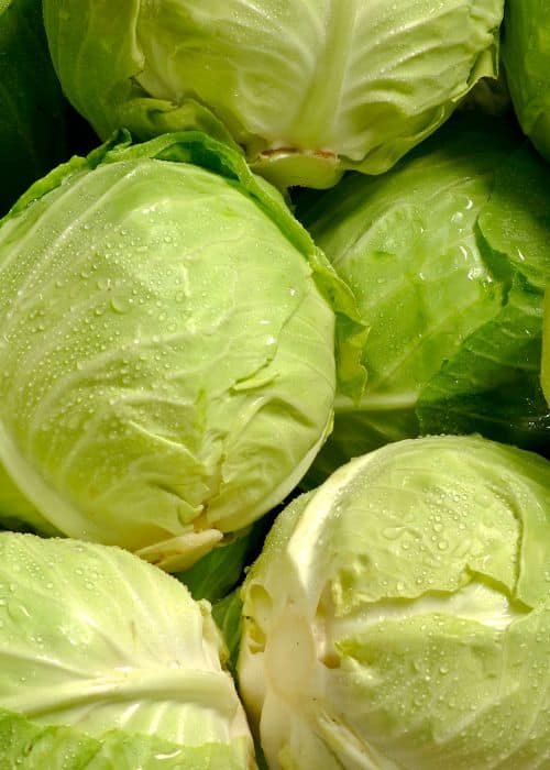 Cabbage