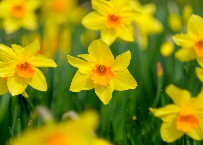 Daffodil