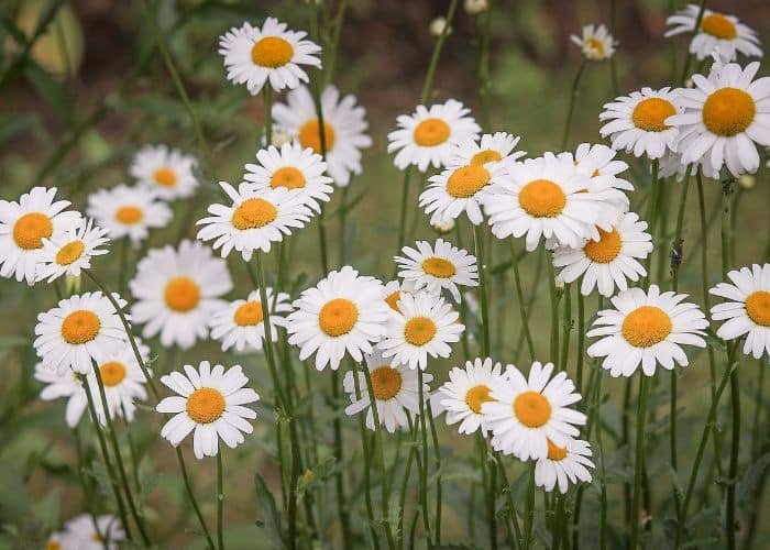 Daisy