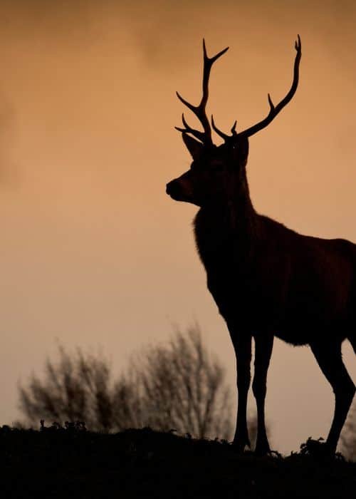 Deer