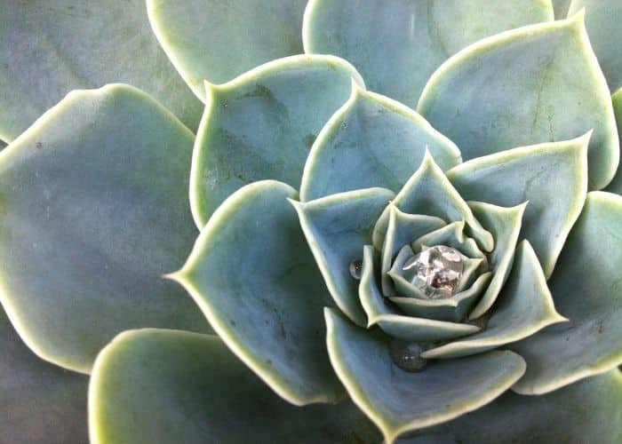 Desert Plant