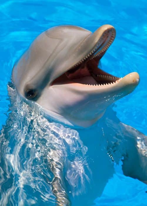 Dolphin