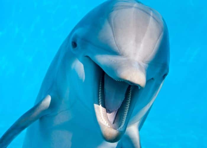 Dolphin