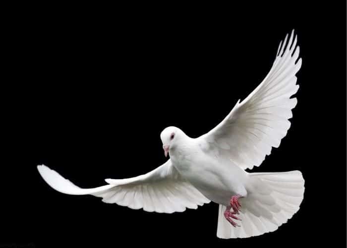 Dove