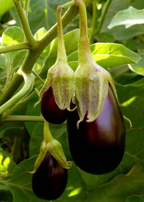 Eggplant