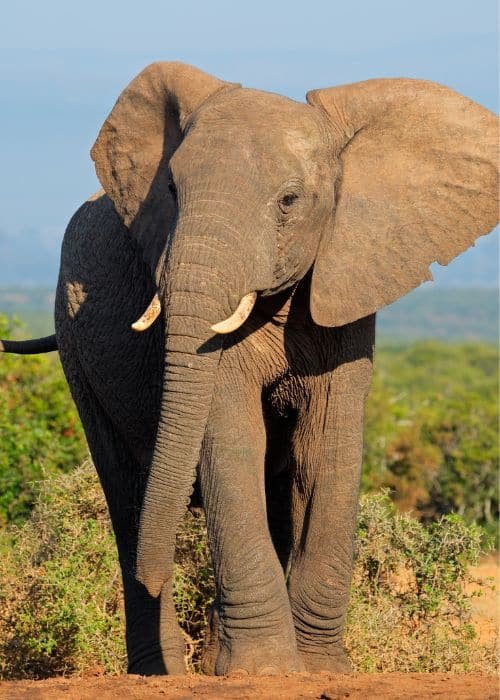 Elephant