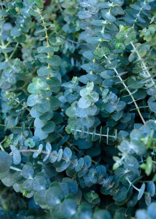 Eucalyptus