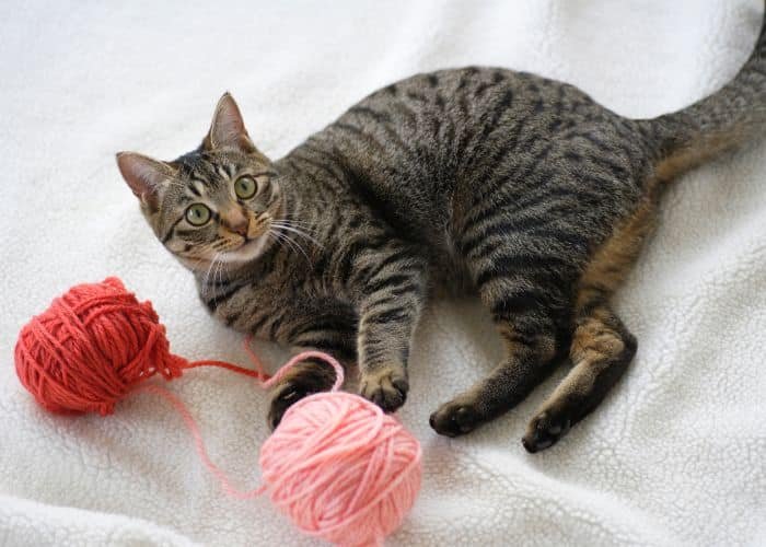 Yarn Ball