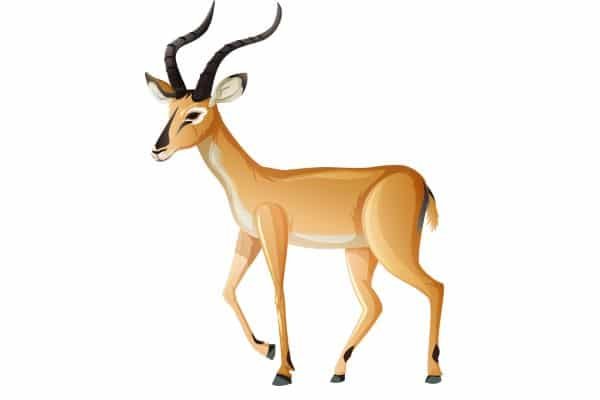 antelope