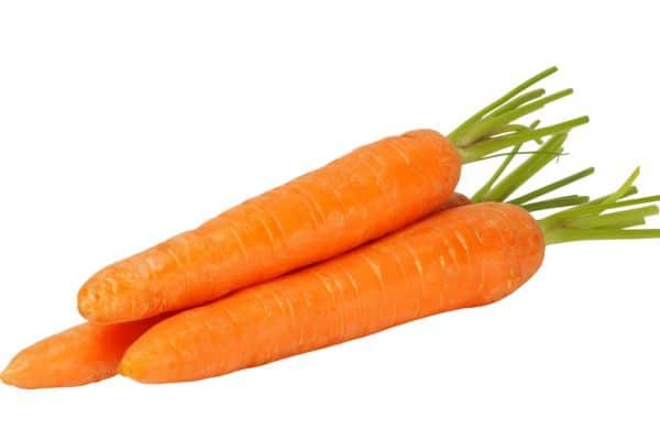 carrot