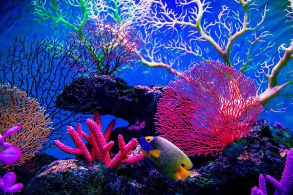 coral reef
