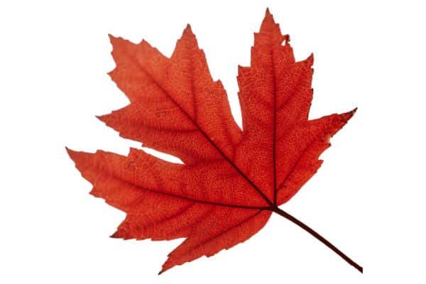 maple