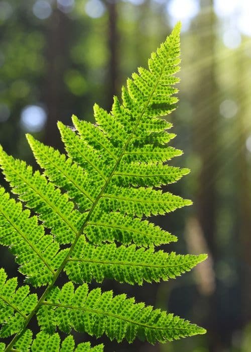 Fern