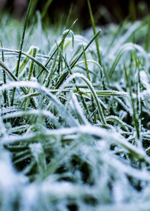 Frost