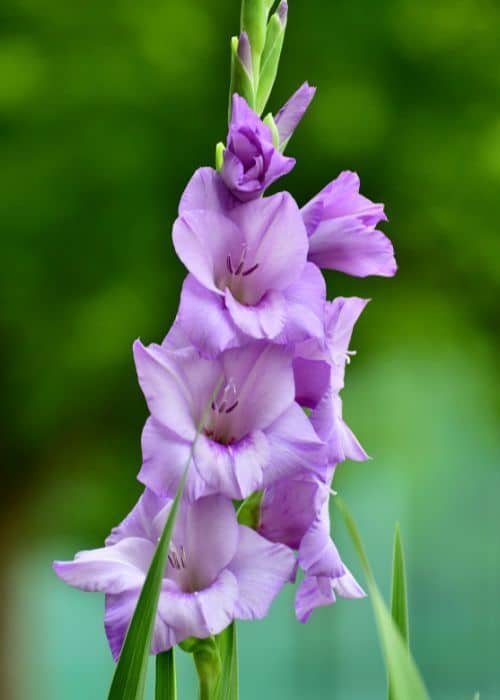 Gladiolus